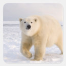 Recherche de steve autocollants Faune