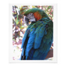 Recherche de perroquet art Sauvage