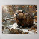 Recherche de castors posters Faune