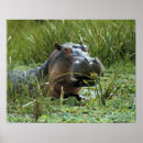 Recherche de hippopotames posters Animal