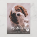 Recherche de nouveau chiot Bébé fourrure