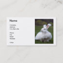 Recherche de lapin angora Blanc
