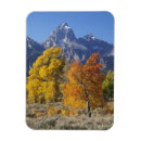 Recherche de tremble magnets Automne