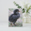 Recherche de poussins bébé cartes postales Ferme