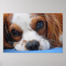 Recherche de races de chien posters Nature