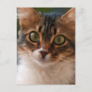 Recherche de yeux verts cartes postales Mignon