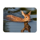 Recherche de faons magnets Animal
