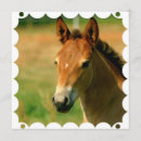 Recherche de pouliches invitations Poulain