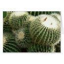 Recherche de cactus de baril Sud ouest