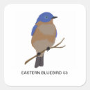 Recherche de bluebird autocollants Oiseau bleu de l'est