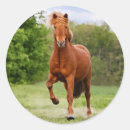 Recherche de chevaux islandais autocollants Animal