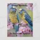Recherche de perruches cartes postales Oiseau