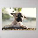 Recherche de haie posters Animal