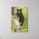 Recherche de ours impressions sur toile Animaux sauvages
