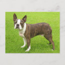 Recherche de brindle boston terrier Chiot