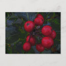 Recherche de fruits rouges cartes postales Baies