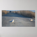 Recherche de mouettes posters Animaux