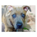 Recherche de taureau taureau posters Broche