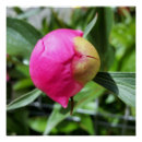Recherche de rose et bourgeon de rose posters Pour tous