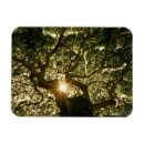 Recherche de rayon de soleil magnets Paysage