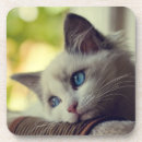 Recherche de ragdolls dessous de verres Image de couleur