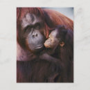Recherche de orang outan cartes postales Famille