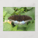 Recherche de papillon tropical cartes postales Animaux