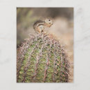 Recherche de tonneau cartes postales Arizona