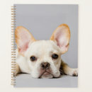 Recherche de chien de taureau bureau fournitures Canine