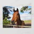 Recherche de loyal cartes postales Animal
