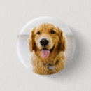 Recherche de golden retriever badges Mignon