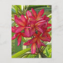 Recherche de fleurs artistiques cartes postales Tropical