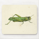 Recherche de insectes tapis souris Nature