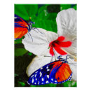 Recherche de ailes papillon posters Toute personne