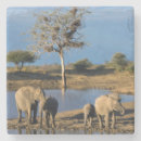 Recherche de savane dessous de verres Animal