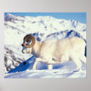 Recherche de dall posters Animal