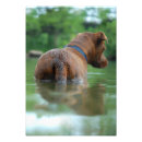 Recherche de chocolat labrador posters Labo
