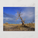 Recherche de acacia cartes postales Jour