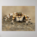 Recherche de araignée posters Insecte