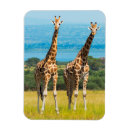 Recherche de savane magnets Girafe