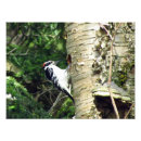 Recherche de pivert posters Animal
