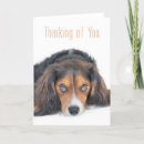 Recherche de beaux yeux vœux cartes Chien