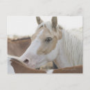 Recherche de troupeau de cheval cartes postales Faune