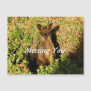 Recherche de wallaby Marsupial