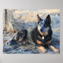 Recherche de merle posters Chien