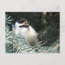 Recherche de poule bébé cartes postales Oiseau