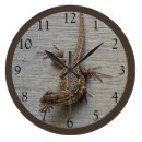 Recherche de lézard horloges Sud ouest