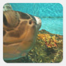Recherche de honu autocollants Pour tous