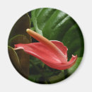 Recherche de calla lilly magnets Fleur