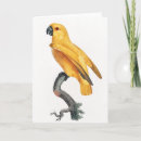 Recherche de perroquet vintage vœux cartes Oiseau